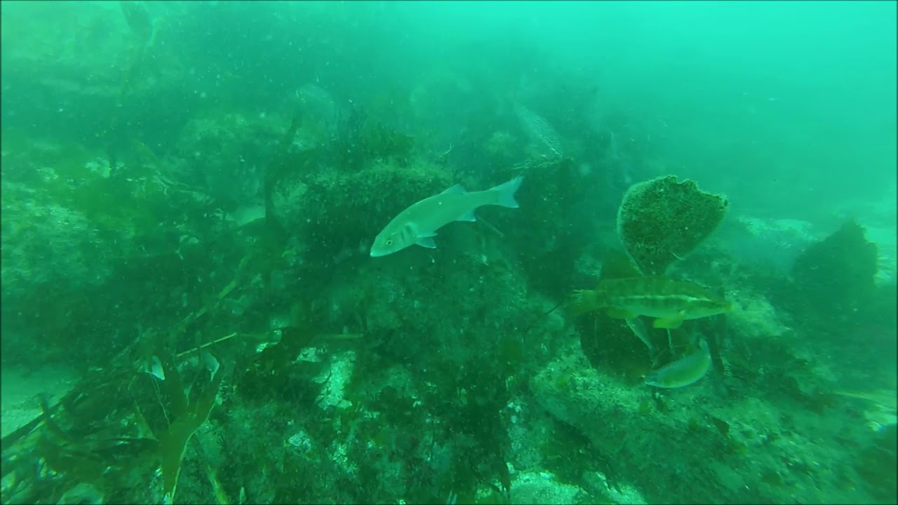 Lubinas, robalizas, European bass (Dicentrarchus labrax), en acci&oacute;n