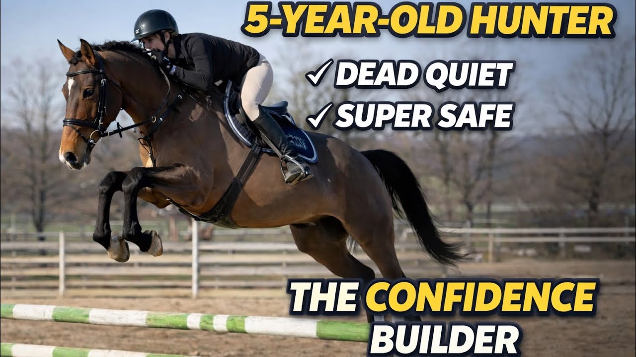 *VIDEO WITH 17 yo GIRL*MERO, 2021, gelding, by Night van de Kwakkelhoek @ANSporthorses 