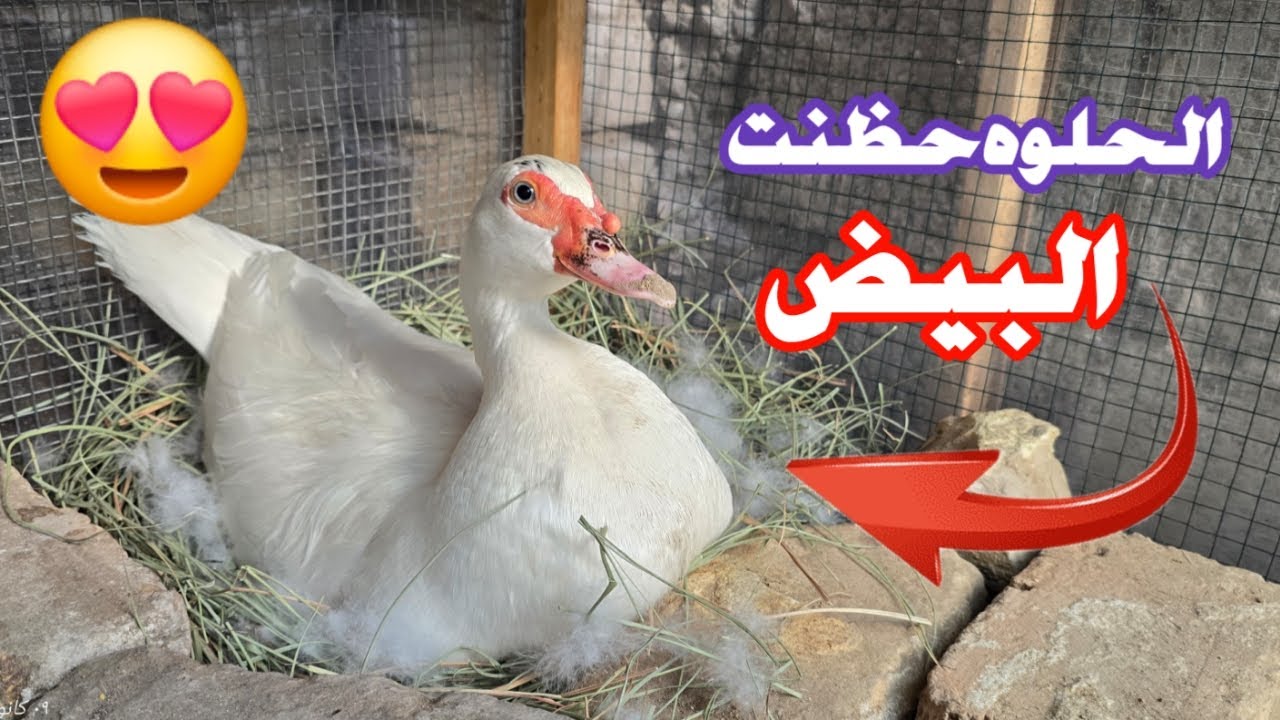 البط المصري كفت على بيضه والفقاسه مستمره بالتفقيس