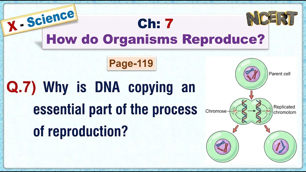 Ch:07 - Pg:119 - Q.7) Why is DNA copying an essential part of the process of reproduction?
