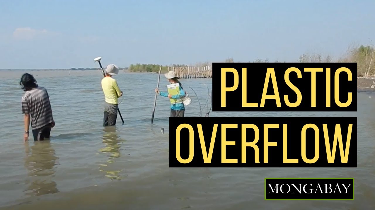 Plastic threatens mangroves and fisheries in Java, Indonesia