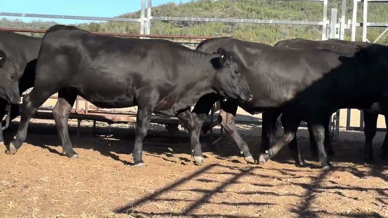 Bryant Angus x heifers A+ 20.02.26