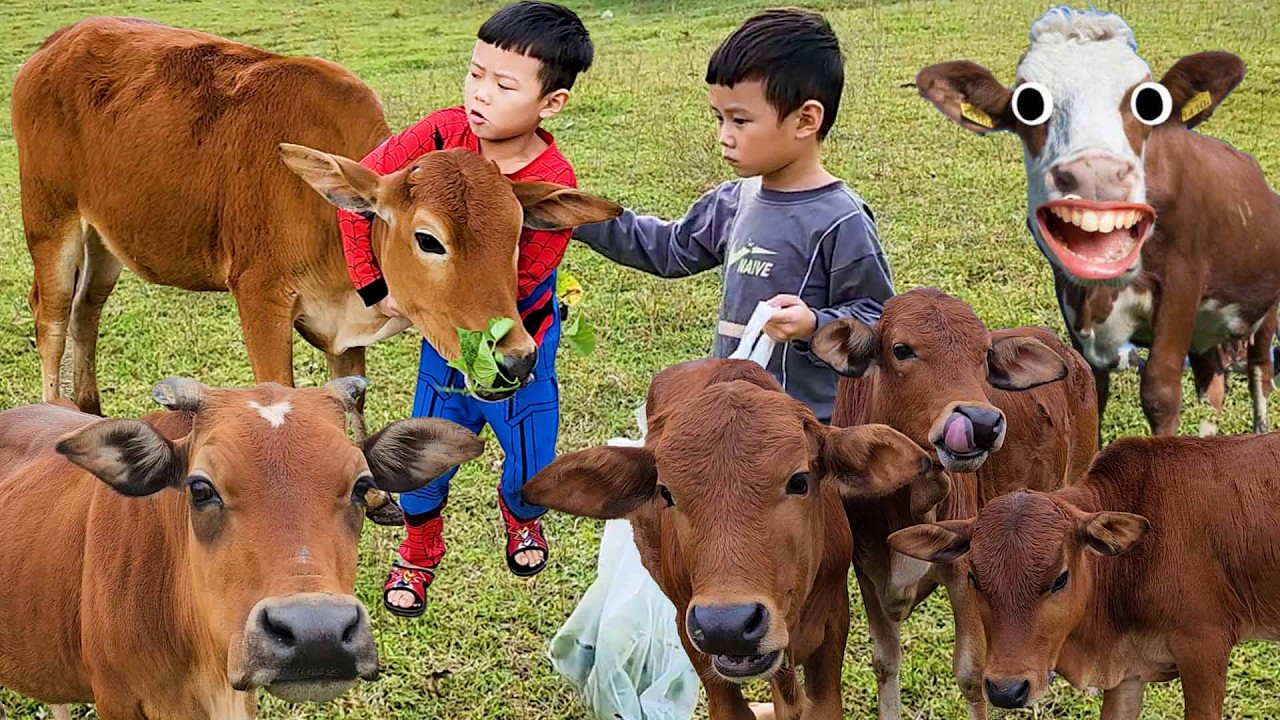 đi chăn bò cầm cây roi thật to - con bò - nhạc con bò