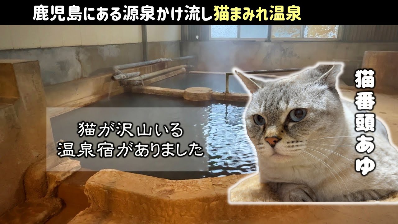 【鹿児島の猫温泉宿】猫の番頭がいる源泉かけ流し看板猫温泉|妙見温泉 楽園荘  myouken onsen rakuensou in kagoshima