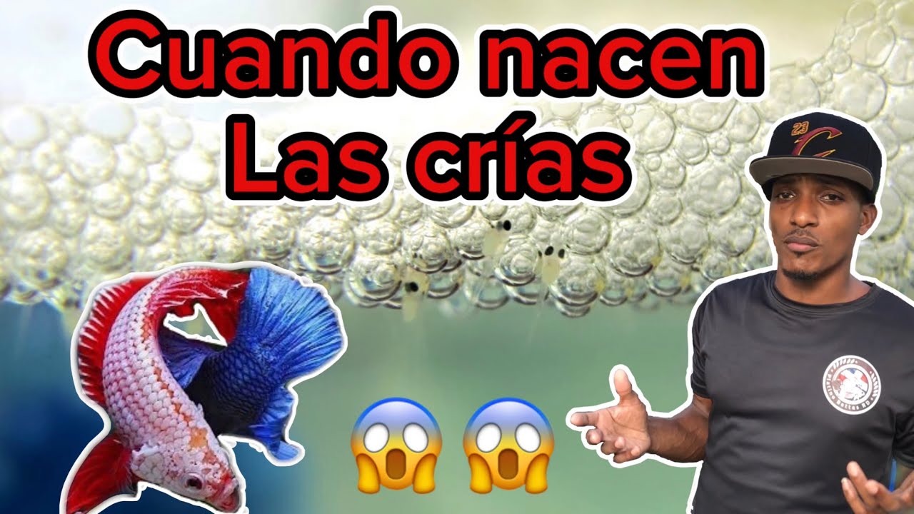 Cuando nacen las crías después del desove @platinobettasrdyalgomas8061