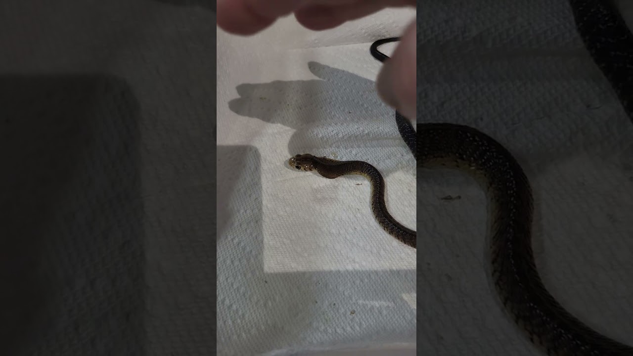 He thinks he just got a massage. #forestcobra?
