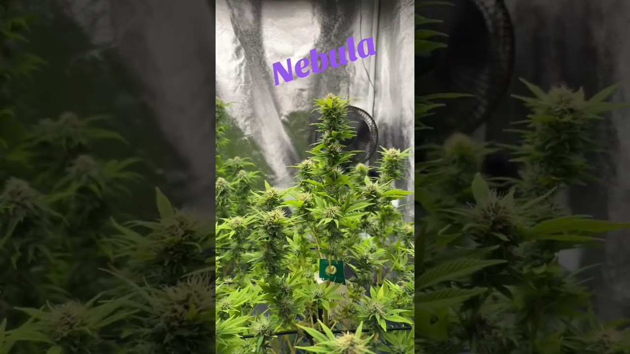Diese beiden Sch&ouml;nheiten sind beide in Woche 5 von 9🌸 Alles mit BioBizz Schema🍀 Bitte Kommentieren