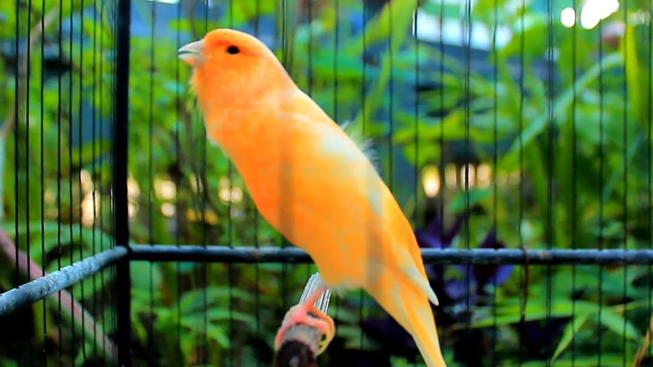 Canto lindo em HD do canário-belga — perfeito para treinar e estimular o acasalamento! 207