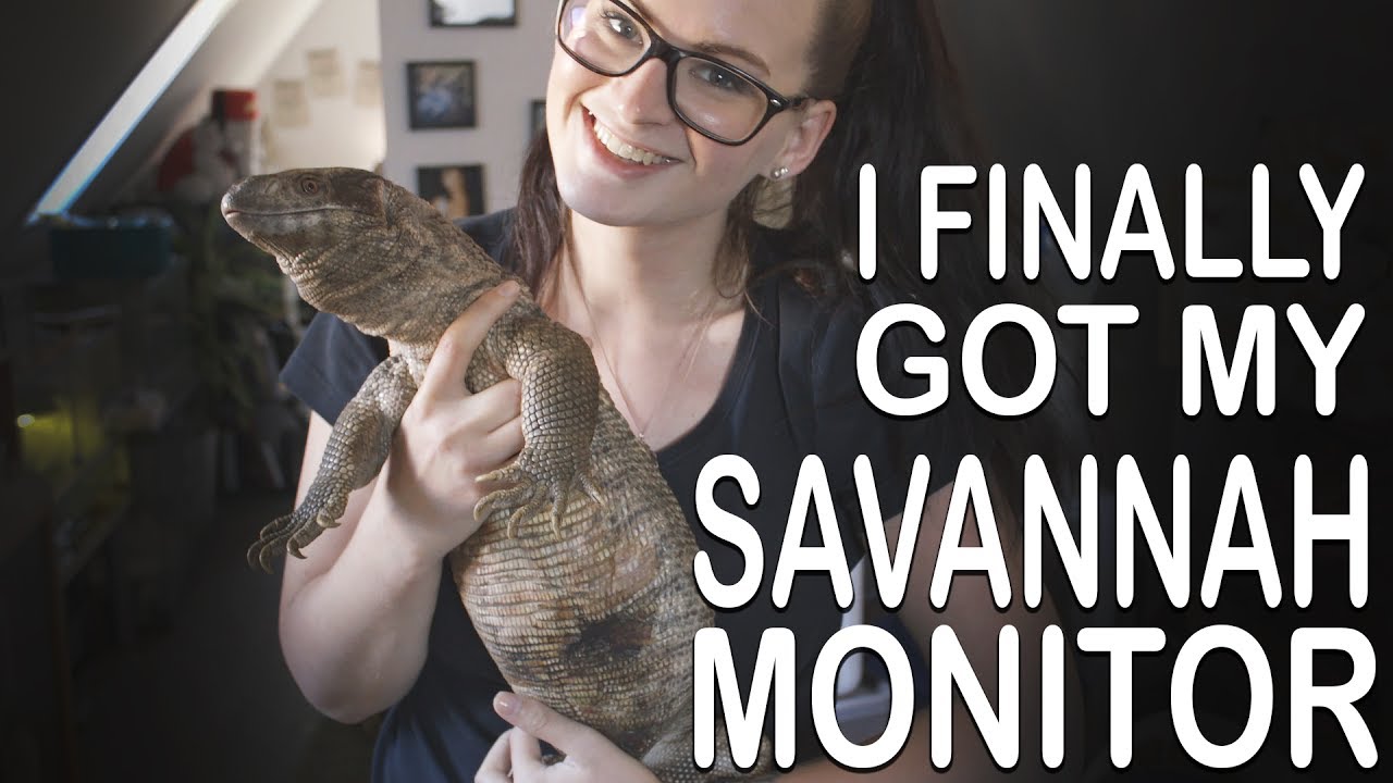 I FINALLY GOT MY SAVANNAH MONITOR (Welcome home Archiebal)
