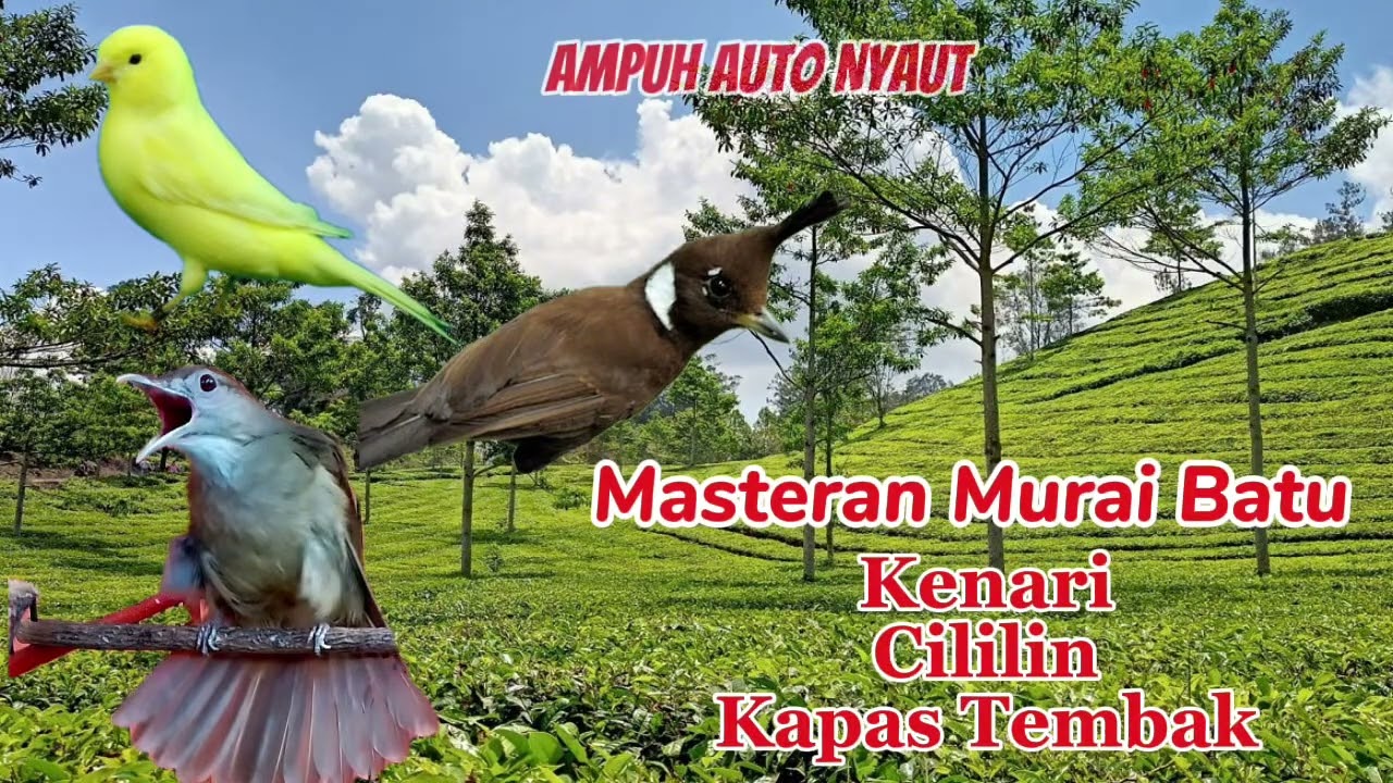 Masteran Murai Batu Full Tembakan Rapet #muraibatu #birds #birdsounds #kicaumania #masteranburung 