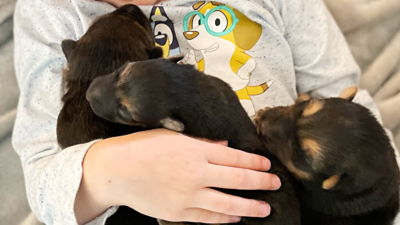 One Day Old German Shepherd Puppies