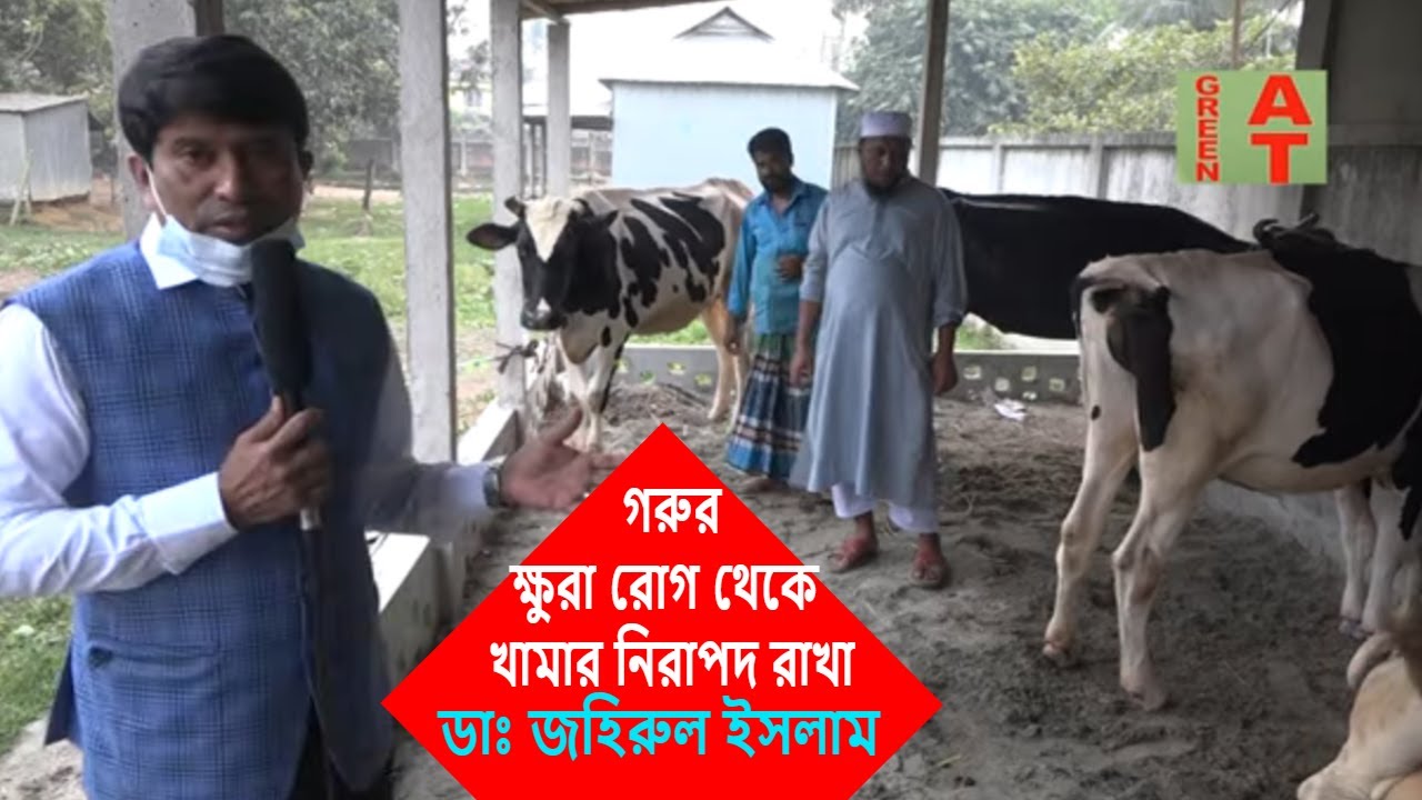 video-1327, গাজীপুরে একটি ডেইরি খামারে ৭০টা গরুর ক্ষুরা রোগ হল কি করে | What is FMD for Cows?