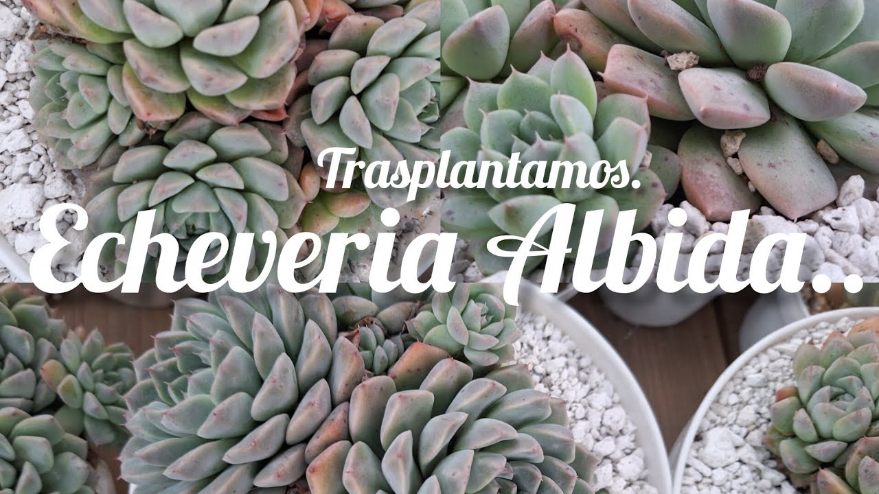 TRASPLANTAMOS. ECHEVERIA ALBIDA. #suculentas #Plantas #flores #garden #flowers 