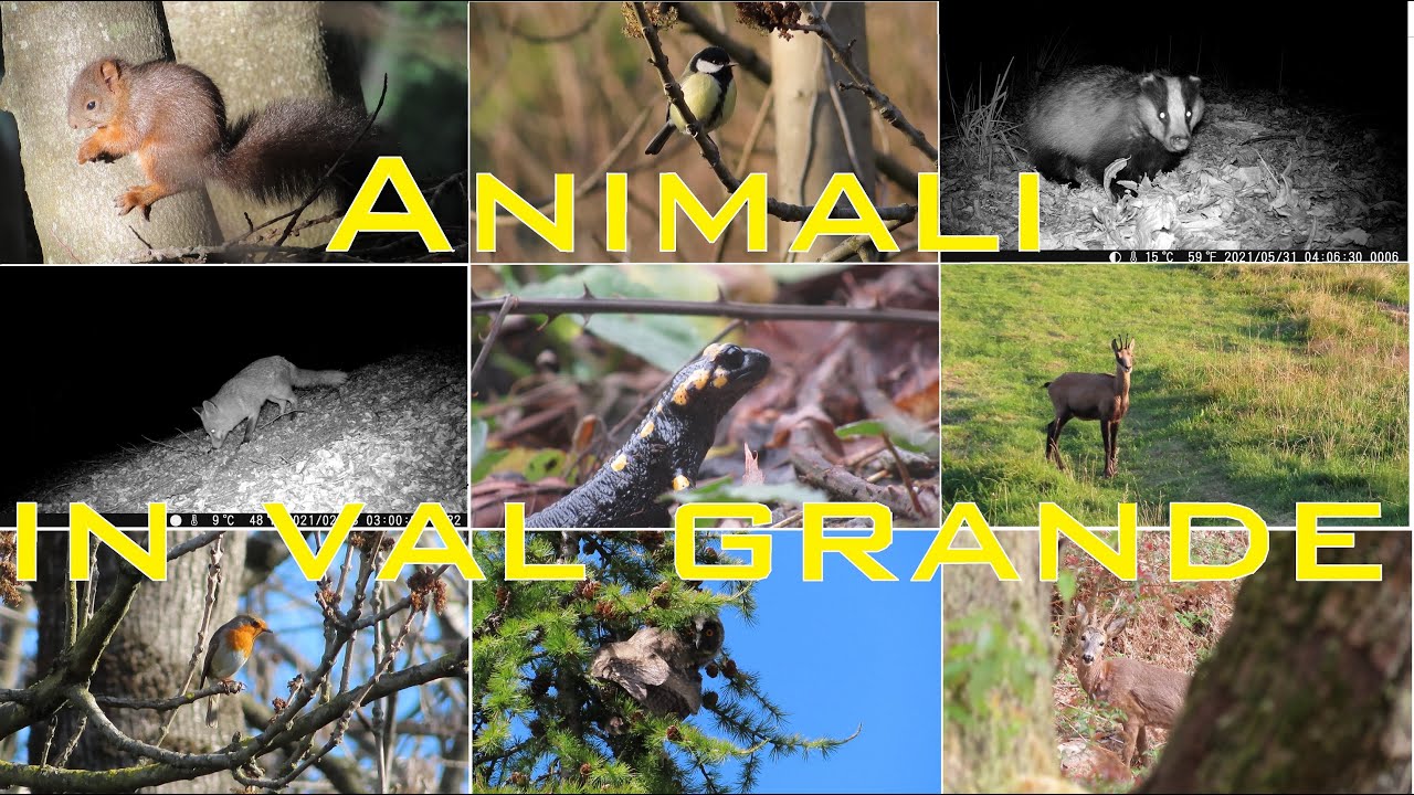 Animali in Val Grande