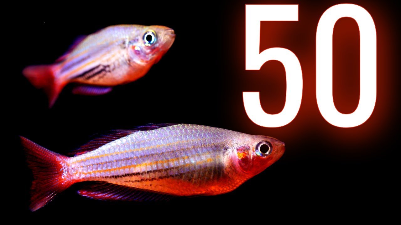 Unboxing 50 Amazing Rainbowfish from Gary Lange  🐟 Melanotaenia duboulayi - Snapper Creek
