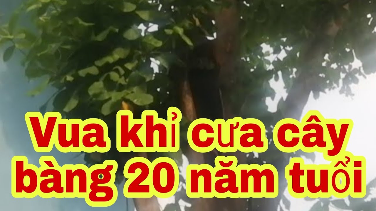 Vua khỉ Cưa c&acirc;y b&agrave;ng 20 năm tuổi / vua khỉ cưa c&acirc;y b&agrave;ng tại tỉnh lộ 10/C&Ocirc;NG THUẬN CHANNEL
