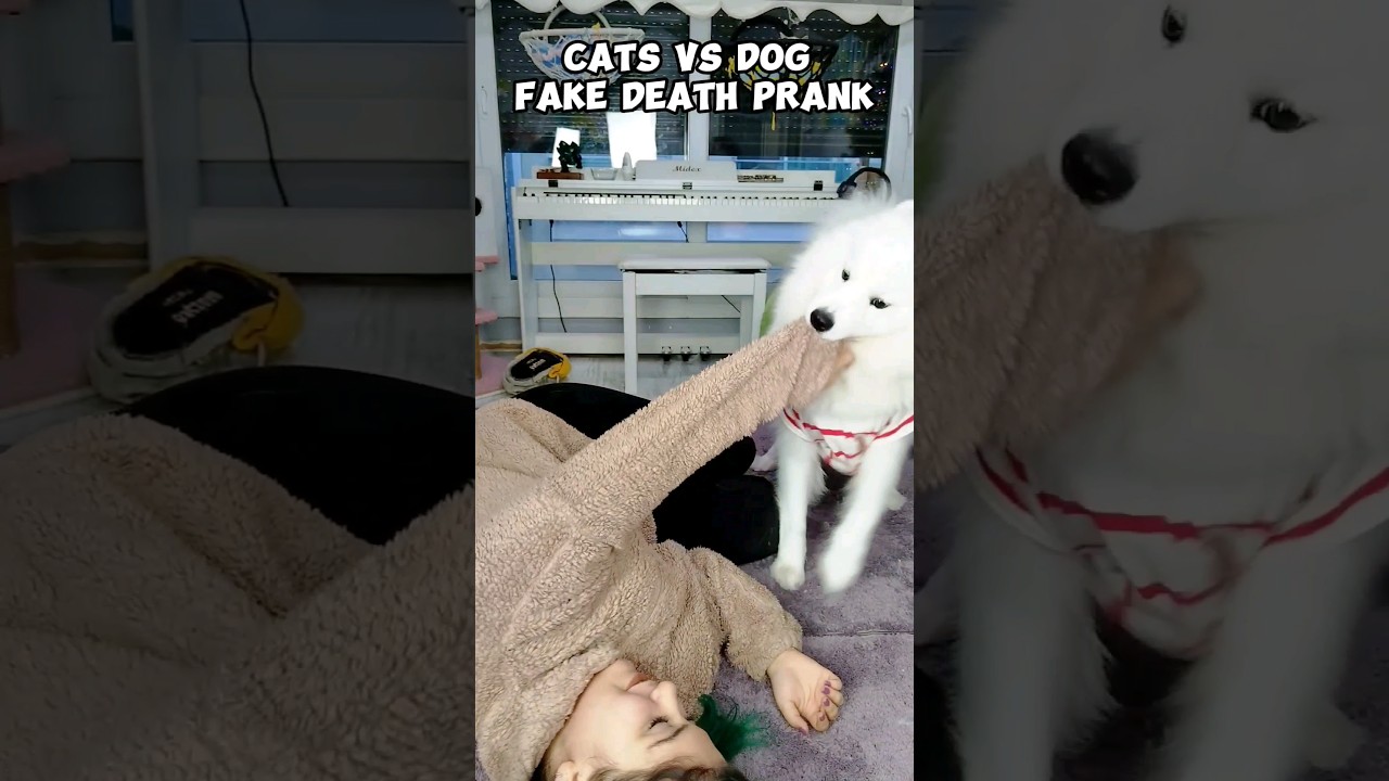 Cats Vs Dog Fake Death Prank #dog #cat #funny #fakedeath #shorts