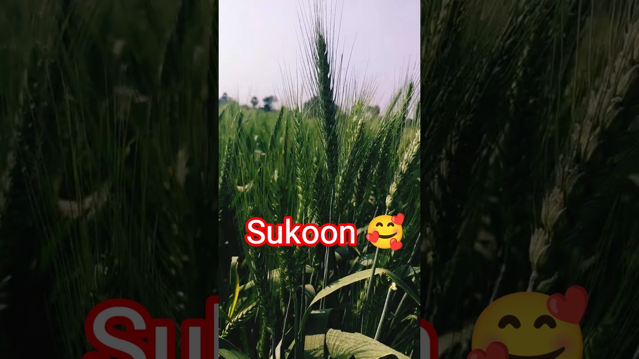 #travelvideo #lifeisbutadream #tripvlog