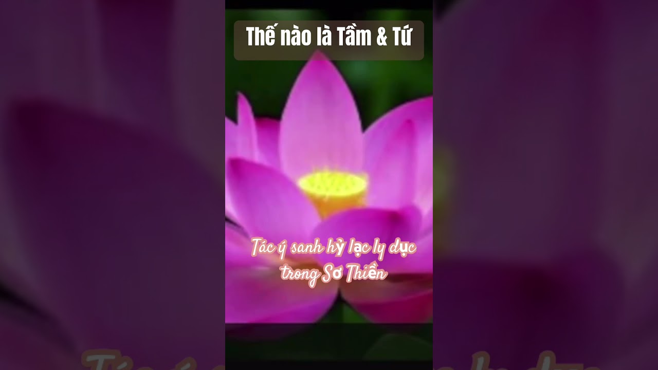 Tầm & Tứ trong Sơ Thiền - Chơn T&iacute;n To&agrave;n #chontintoan #nikaya #shorts