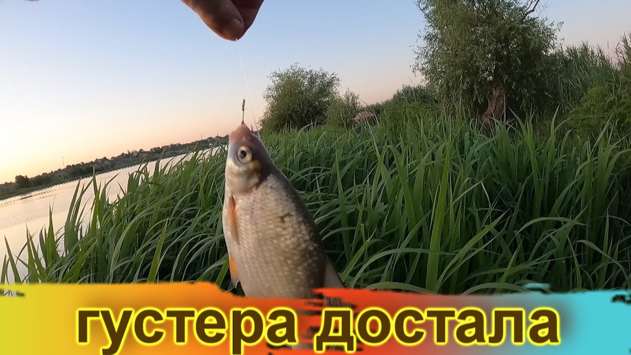 Рыбалка 2 - 3 июля / Днестр/Замучила густера/ Пузанок у соседей ловился