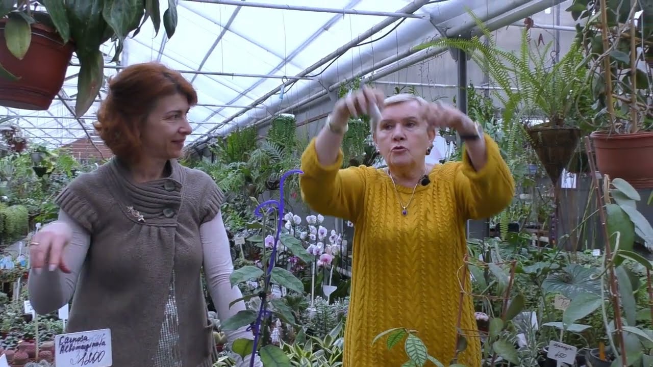 Хойя (восковой плющ)