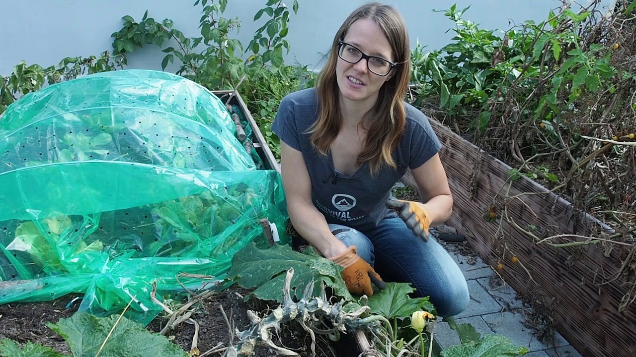 This is why I have a vegetable garden