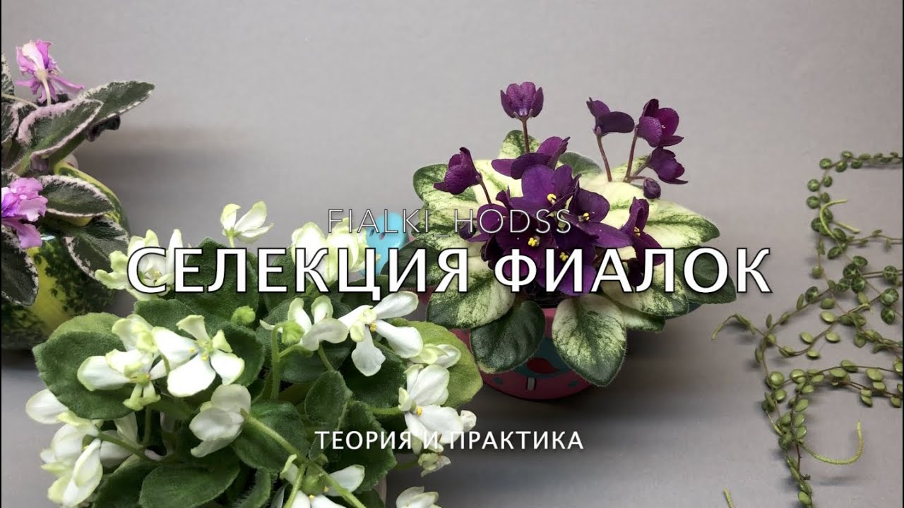 Селекция 🌱КАК ПОЛУЧИТЬ НОВЫЙ СОРТ ФИАЛКИ🌿 Теория|Опыление| Коробочка| Семена| Посев 🤓
