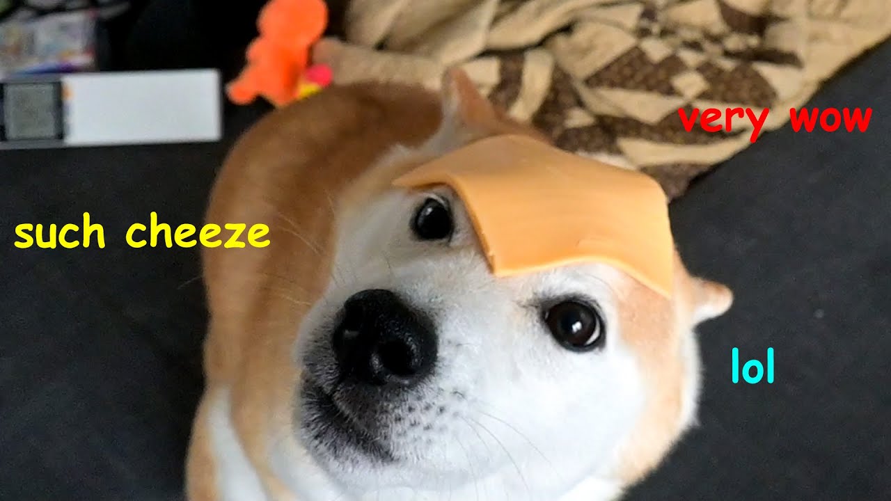 I put cheese on a doge head