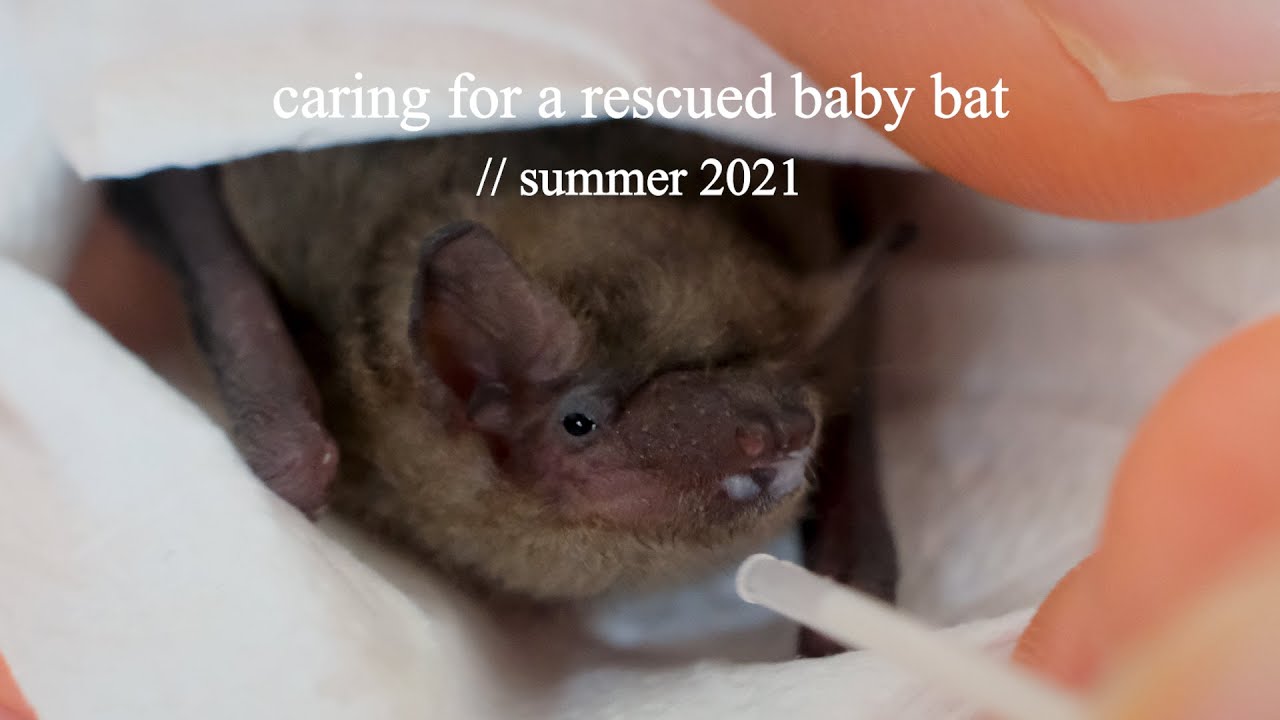 Caring for a rescued baby bat • summer 2021