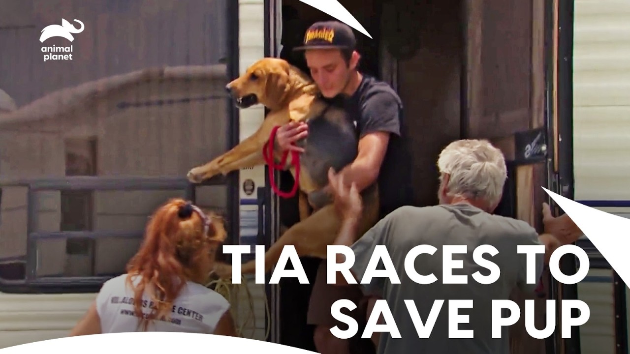 Tia Torres Races Against Time to Save a Dog That Shot| Pit Bulls & Parolees S7 E4,5,6| Animal Planet