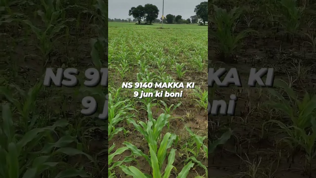 Ns 9140 makka ki boni 9 jun #ramakantagrifarm #farming #makka #apfarmers