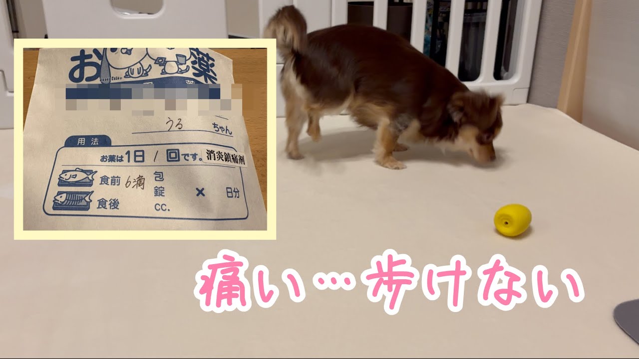 「うるが突然歩けなくなった！？結果はまさかの〇〇でした」