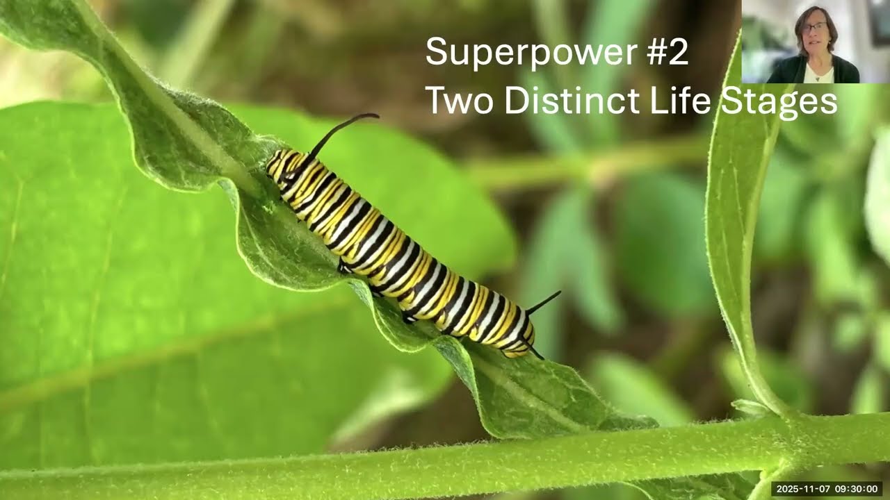 Power Up Your Pollinators Webinar Series - Part I: Understanding the Why