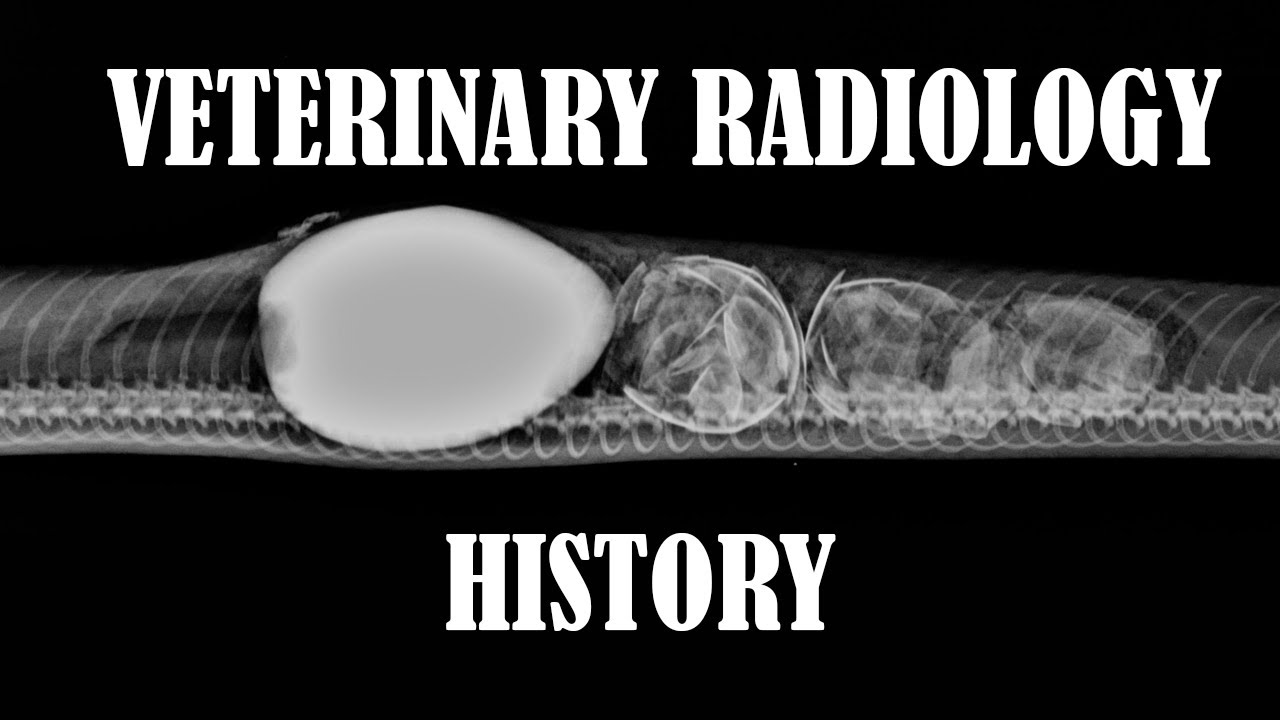 5-Minute History on Veterinary Radiology