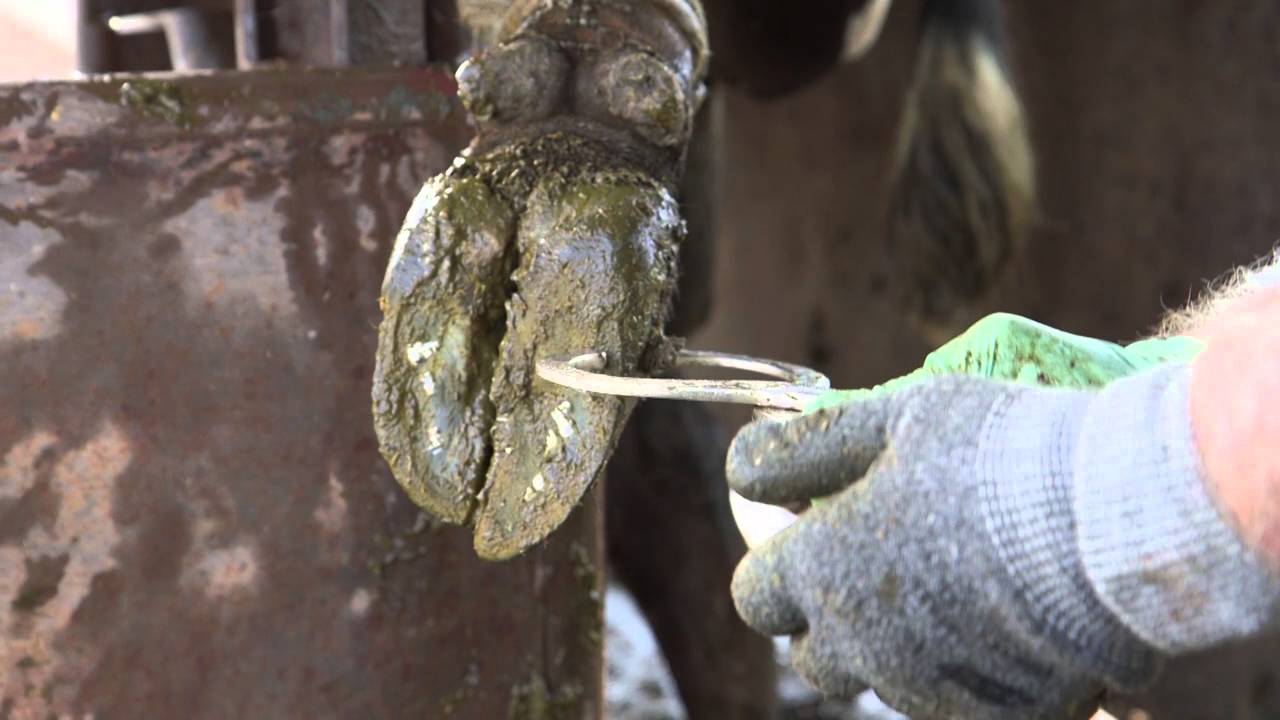 Examining the lame cow