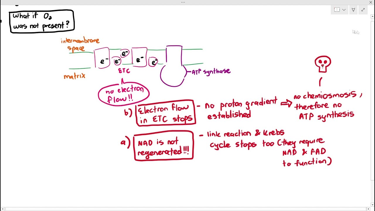 12-10 Why Oxygen is Important for Aerobic Respiration (Cambridge AS A Level Biology, 9700)