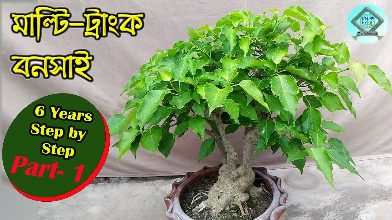 ধাপে ধাপে মাল্টি-ট্রাঙ্ক বনসাই তৈরির প্রক্রিয়া | How to Make Clump Style Bonsai Step by Step |