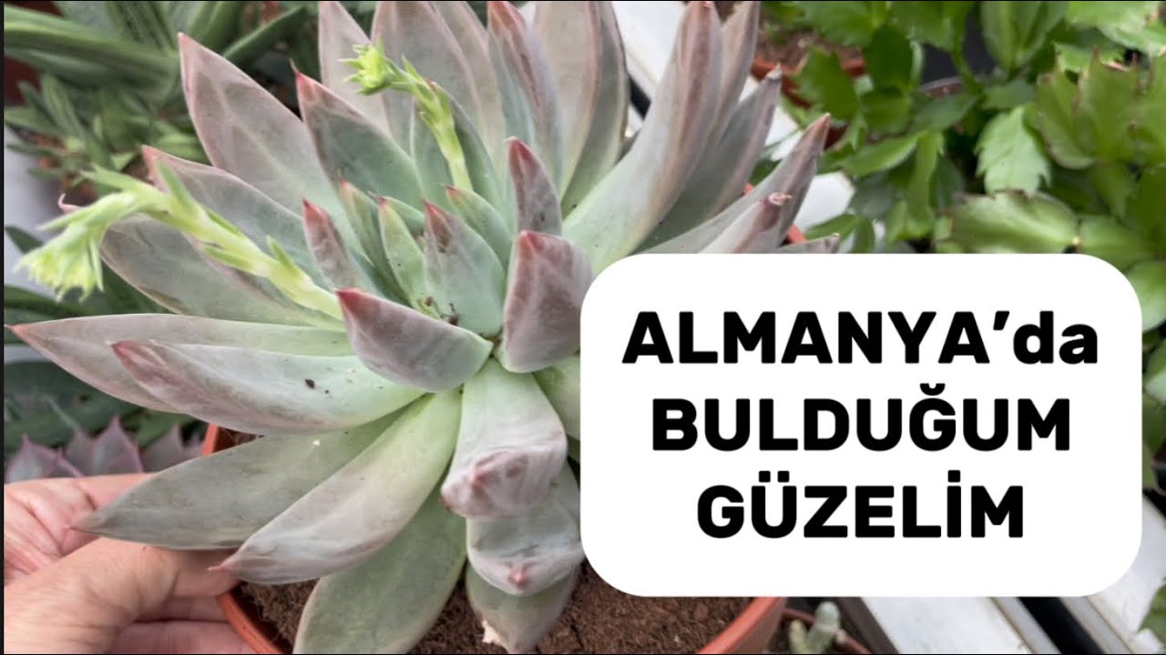 ALMANYA KÖLN DINGER’s BAHÇE MARKETE GİTTİM ACABA NELER ALDIM #garten #deutschland #flowers