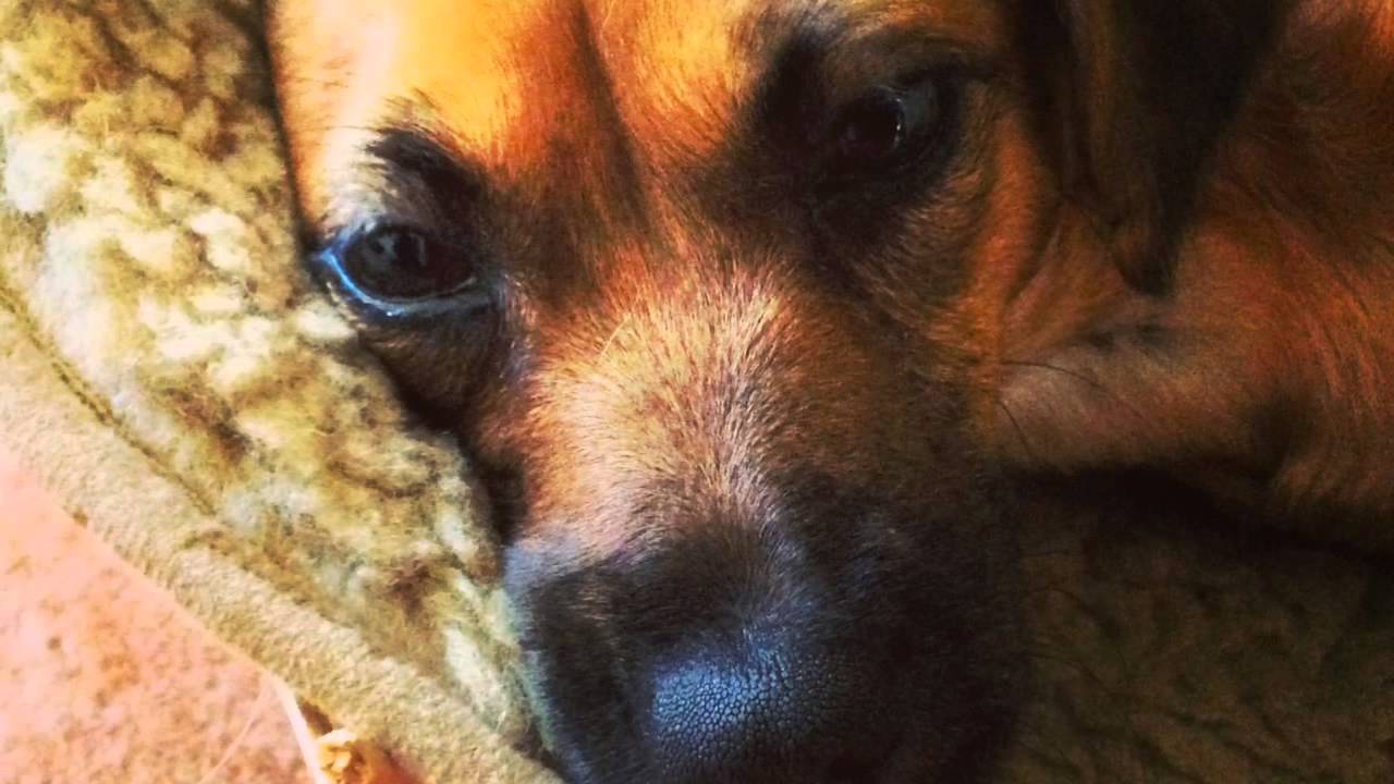 BLACKBIRD (Beatles) Cover by Detlef Rathmer