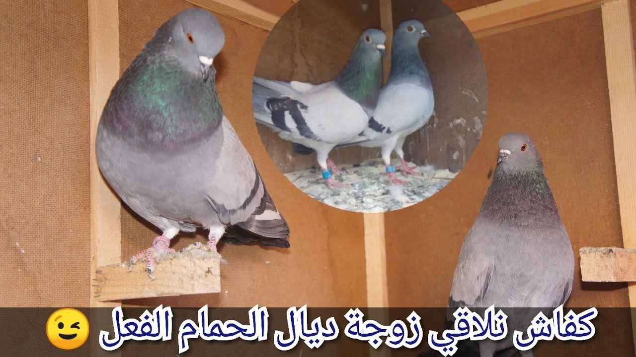 طريقة صحيحة كيف تلاقي زوجة الحمام الفعل / طريقة احترافية ✔️🕊️