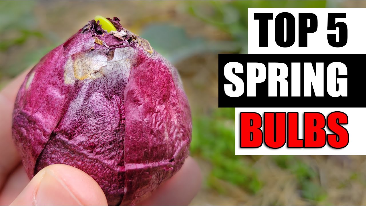 Top 5 voorjaarsbollen - Tuintips aflevering 110