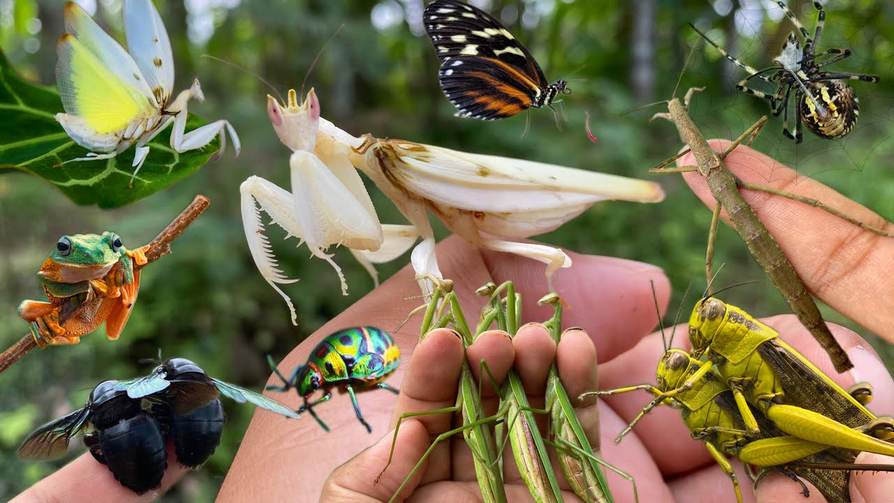Orchid Mantis: Unique Species in the World