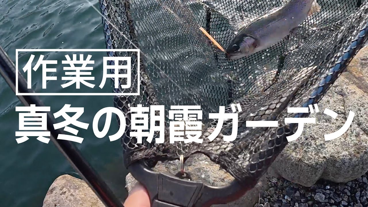 【作業用】1月下旬の朝霞ガーデンのヒットシーン集 #作業用bgm #管理釣り場 #朝霞ガーデン