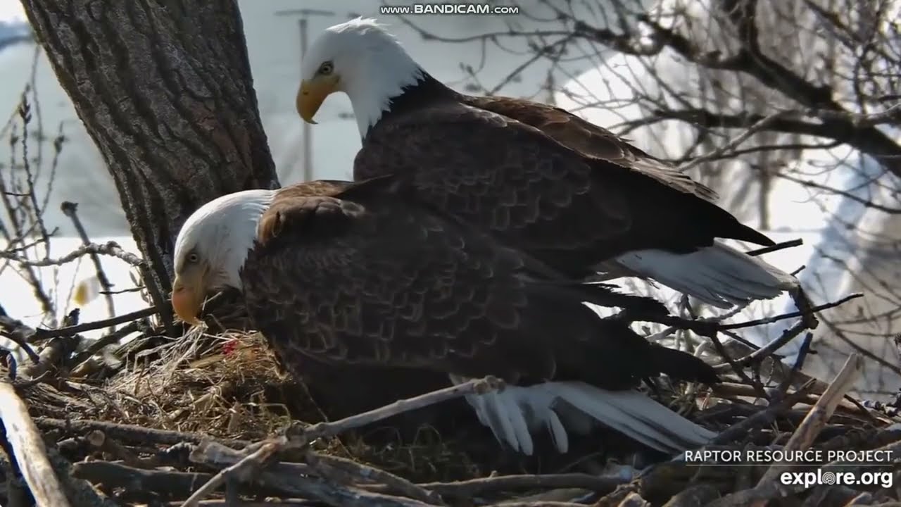 Bielik amerykański  Decorah Eagles Iowa Explore.org - HM2 & HD & 🥚🥚2026 02 26