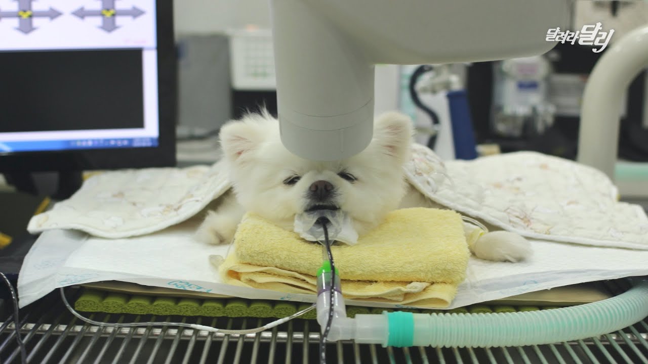 달리, 강아지 치과에 가다! 🦷