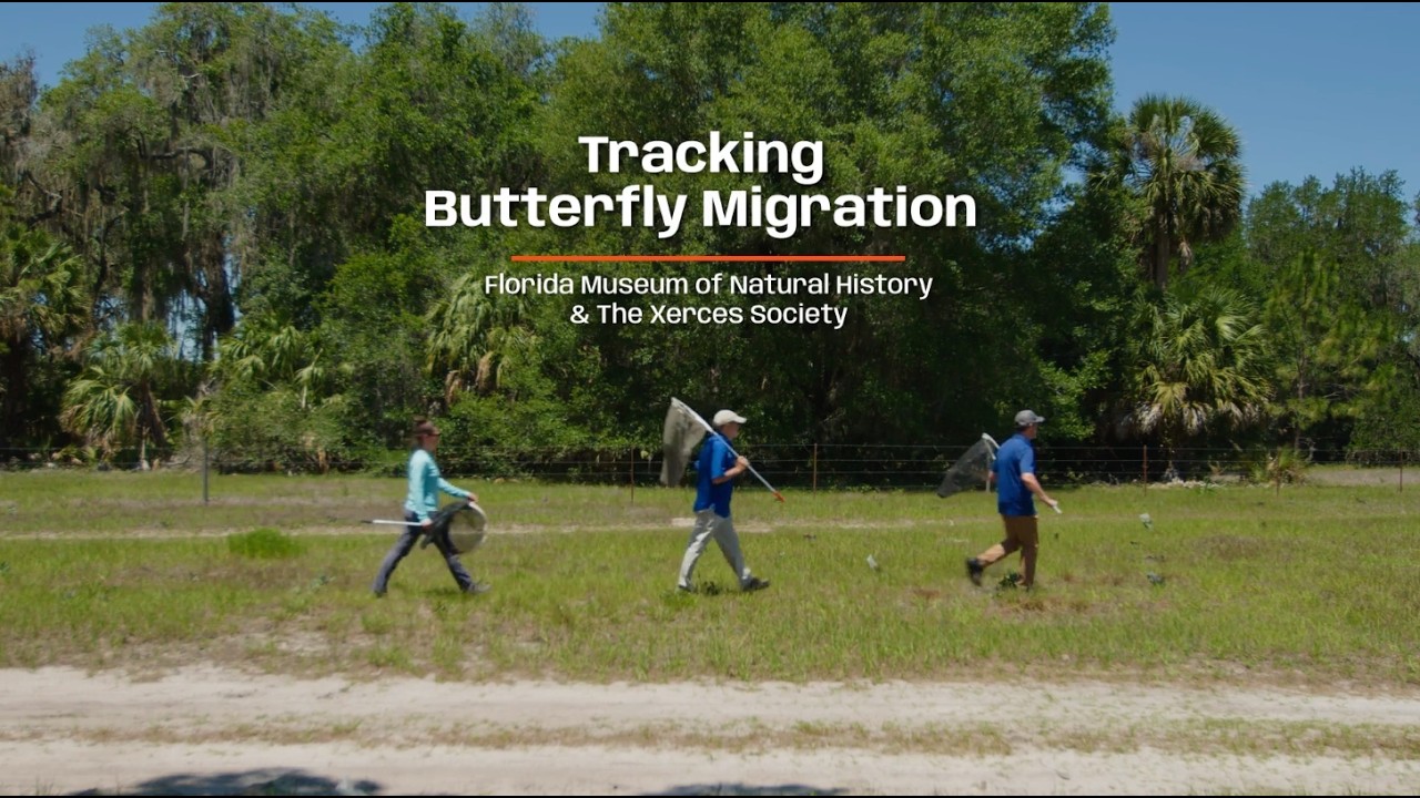 Monarch Butterfly Migration Mysteries at the University Florida