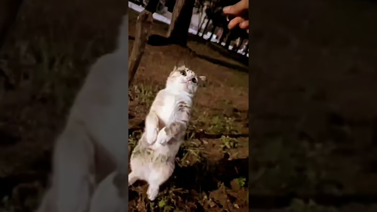 The child inside me when I see a cat😍🐈 #CatLover #CatReels #vanilladream