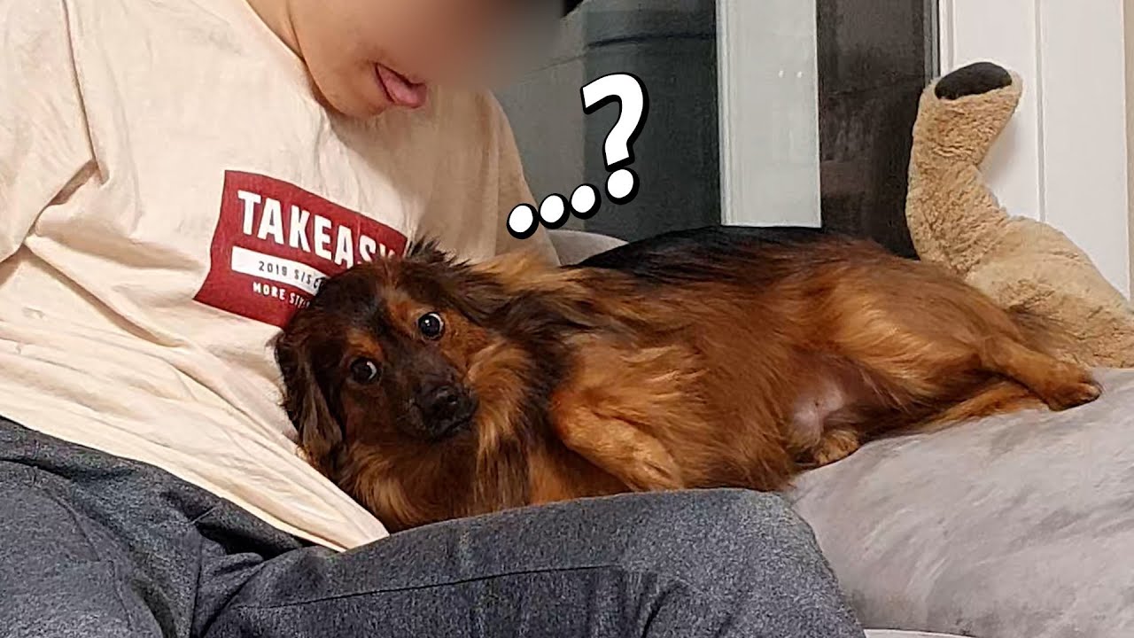 강아지가 계속 핥아서 똑같이 핥아주었더니 반응이..ㅋㅋㅋㅋㅋ