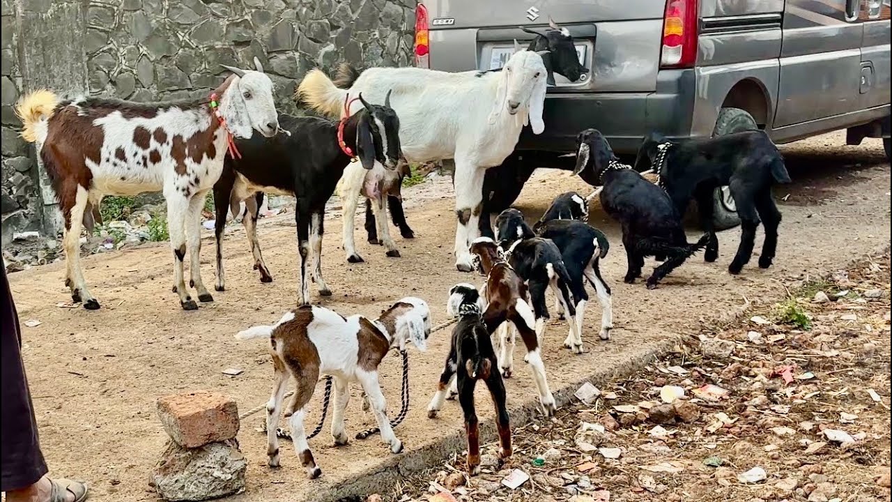 महाराष्ट्रातील सर्वात मोठा शेळ्या,मेंढ्या,कोंबडीचा बाजार | 24/01/2026 (शनिवार)चाकण बकरी बाजार अपडेट 