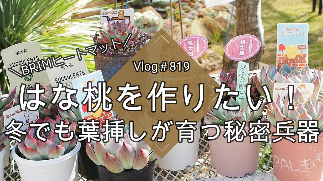 【Vlog819】【多肉植物】はな桃作りのための桃太郎葉挿し🍑冬でも葉挿しが育つ秘密兵器【BRIMヒートマット】
